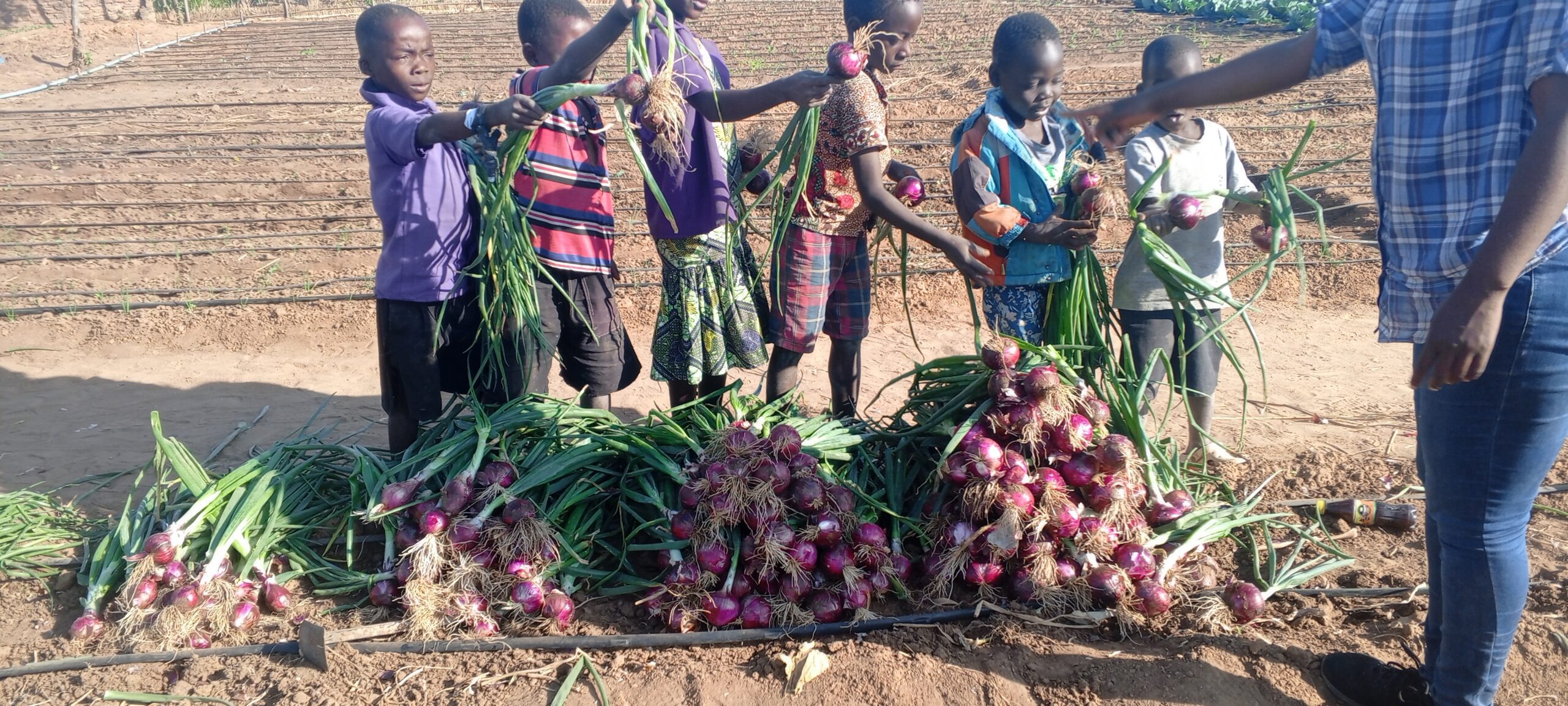 11- Onion_Harvesting-Size-Sorting