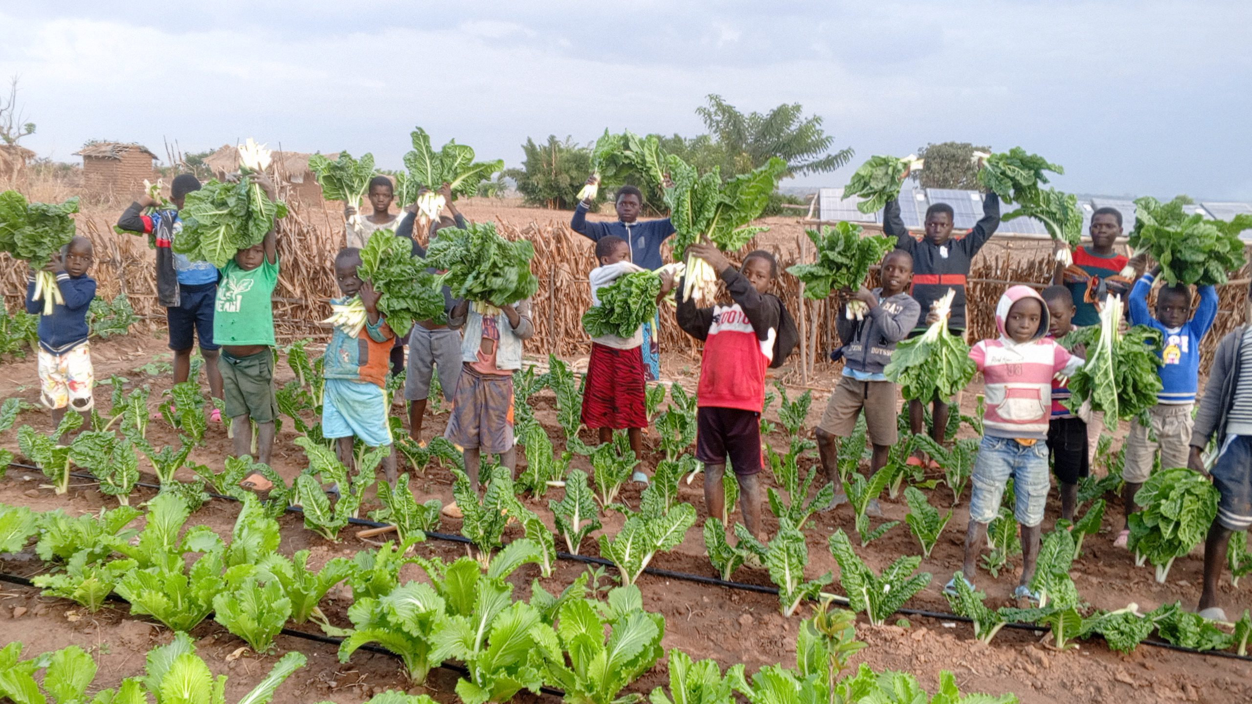 12- Spinach-Harvesting